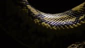 Diamond python snake scales passing in close up - Morelia spilota