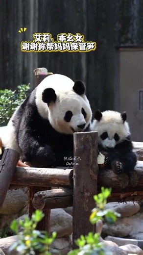 Title (in English): Ellie Teaches Little Ones How to Eat Bamboo Shoots - He Xubao's Advent