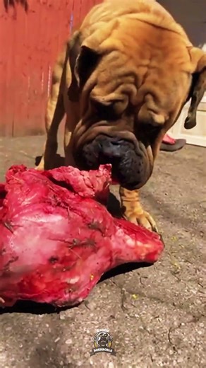 The STRONGEST Boerboel Eats a Beef Skull Like a Monster!🥶 #boerboel #rawfeedingdogs #bigdogs