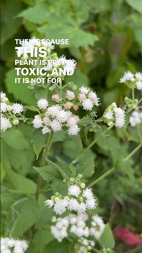 White Snakeroot vs. Boneset & How to Tell the Difference - #herbalism #plantid #toxicplants