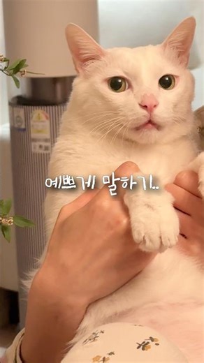 A cat whose expression changes when the person it likes says they are going on a business trip