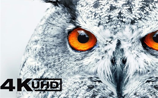 开箱：比较贵的31.5寸NEC SpectraView 322 Reference 4K显示器