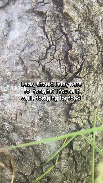 Gnomes vs Knights: An Epic Gameplay Adventure