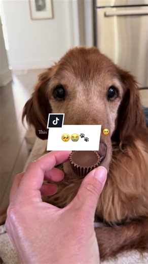 All Dogs Go to Heaven: Heartwarming Dog Moments