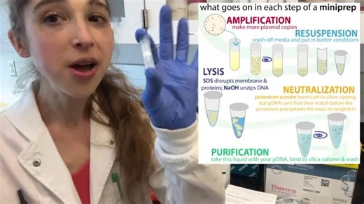 Brianna Bibel on Instagram: "Minipreps (alkaline lysis)! A practical guide to what goes on in each of the steps Aka ALKALINE LYSIS, a “miniprep” is a technique in which we separate and purify the plasmid DNA we put into bacteria (the DNA we want) from all the stuff that was already in the bacteria (the DNA we don’t want, proteins, sugars, etc.). You can’t just break the cells open (lyse them) & pull out *all* the DNA because the bacteria has its own DNA which you aren’t interested in. But some c