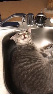 Cat is very thirsty Funny cat video #funnyvideos #fupシ #cute #cat #cats #catsoftiktok #catlover #funnycat #foryou | CatDog TheBest