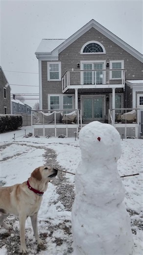 What’s inside a yellow lab’s brain on a snow day? “STICK” #snowday #snowman #newengland #yellowlab #labsoftiktok