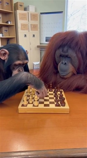 Chimpanzee vs Orangutan in Chess Battle ♟️🐒 | You Won’t Believe Their Moves!