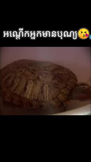 Exploring the Unique Features of a Turtle's Shell