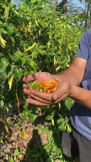 Harvesting cayenne pepper, the fruit is thick and large #chili #farmers #agriculture #youngfarmers