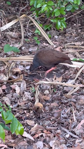 This is an orange-footed megapode. I’d never seen or heard of these birds until today, so that’s a new one for my list! #aleesahdarlison #birds #twitching #wildlifeauthor #NT #author | Aleesah Darlison