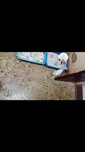 My name is Baby Snow. My mummy calls me Shehzadi. I still have a gimpy walk but I run and play. I eat well. I sleep in my princess bed. I make my way down to the kitchen during meal times on my own. I am a warrior | CatSanctuary Goa