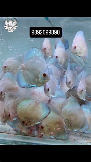 Discus Ninja on Instagram: "BLUE DIAMOND DISCUS #discus #discusfish #diskus #discusninja #reelsinstagram #aquariumhobby #india #reels #aquarium #tropicalfish #fjdiacus"