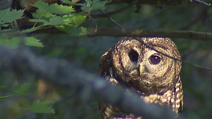 Proposal to save endangered owl includes killing another species