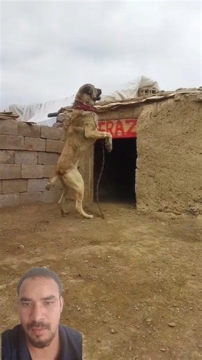 World's Biggest Dog? 😳Don't Get Too Close! ⚠️🐕#biggboss #bigdog #goyoutube #viralvideo #kpop #love