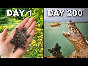 Raising a Snapping Turtle for 200 Days