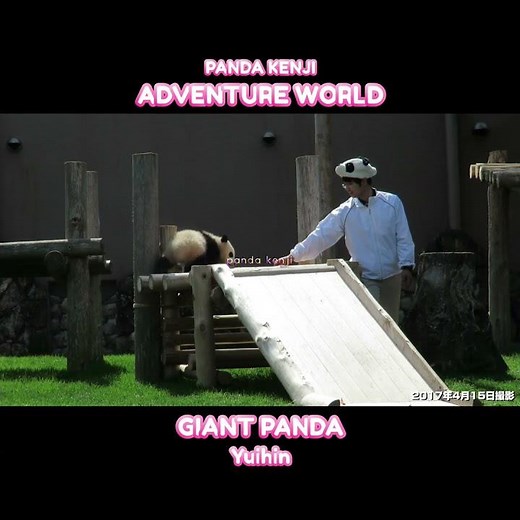 The first minute of the baby panda lecture right after the park opened! #Yuihama #AdventureWorld ...