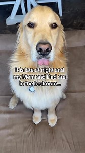 What’s taking Mom so long to come, does she need my HELP? #dogsofinsta #funnydog #funnydogvideos #viraldog #sirivoiceover | A Golden and Fam