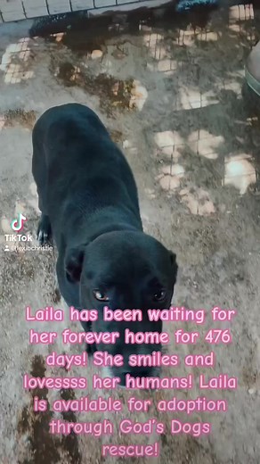 Laila has a smile on her face all the time! She loves seeing people and generally just an all around happy go lucky girl❤️🐾 godsdogsrescue.org #adoptdontshop #godsdogsatx #adopt #foster #rescueon | God's Dogs Rescue