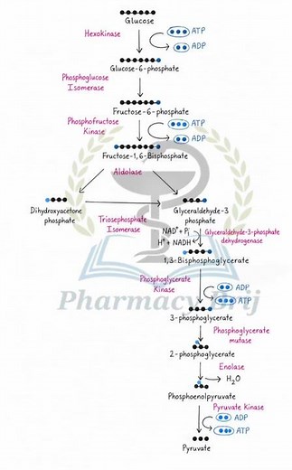 #Glycolysis#Biochemistry#DPharm#Metabolism #Metabolism #HandwrittenNotes #Pharmacy #vrial #trending