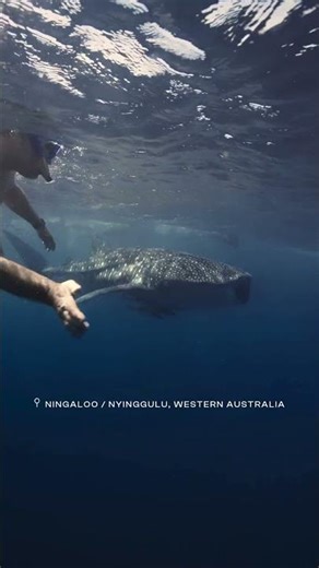 Swimming with Whale Sharks | Ningaloo Whale Shark n Dive, Exmouth