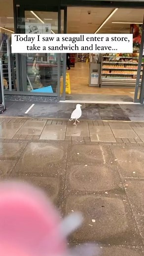 105K views · 32 reactions | Damn, even the birds are shoplifting. | Willie D | Facebook