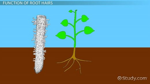 Root Hair in Plants | Definition & Function