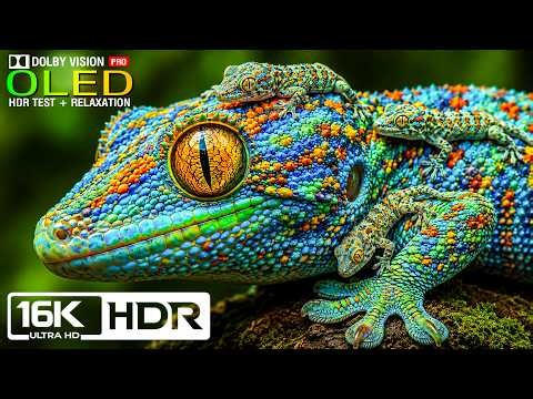 Amazing OLED HDR Test 16K Video | Dolby Vision HDR 16K 120FPS (8K/4K Video TV)