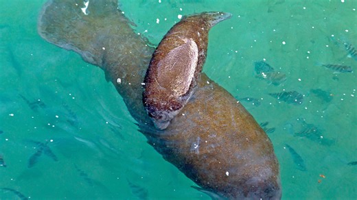Climate change: Efforts to reduce global warming hurting manatees in an unusual way