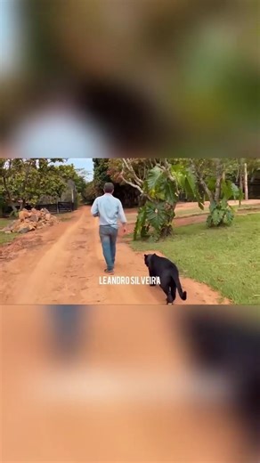 Entering the Jaguar Enclosure