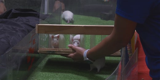 ‘The most exciting 2 seconds in sports’: Running of the Rodents returns at Spalding University