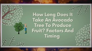 Unlocking the Secrets of Avocado Trees: How Long Does it Really Take to Get Fruit?