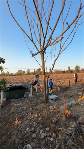 #Hidalgo || Han pasado siete años desde la explosión de un ducto de #PEMEX que cobró la vida de 137 personas en #Tlahuelilpan Una herida que marcó al estado y al país entero. El problema es que el delito de robo de combustible persiste y cobra vidas. #Luto #Tragedia #sanprimitivo | Noticias énfasis