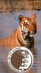 PM Modi's Vision Drives India's Tiger Conservation Success! Under PM Narendra Modi's leadership, India remains the global leader in tiger conservation, home to 3,167 tigers—over 70% of the world’s wild tiger population. Since Project Tiger (1973), India has expanded to 54 reserves, boosting tiger numbers by 30%. The International Big Cats Alliance (IBCA), launched in 2023, further strengthens India’s commitment to protecting big cats worldwide. Ministry of Environment, Forest & Climate Change, G