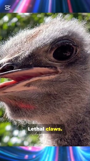 You Won’t Believe Who Wins… Ostrich vs Emu 😲