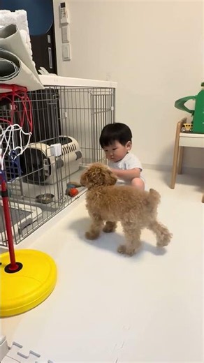 犬のお世話したい2歳児