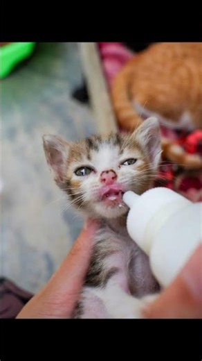 Unlocking the Secret Sounds of Happy Cats! 😺🎶