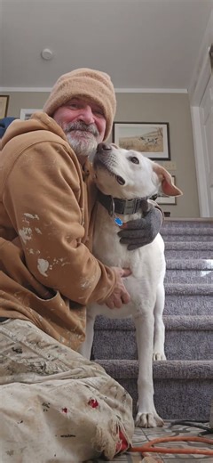 Great Pyrenees Labrador Mix #dog #dogbreed #pets #animal #friends #love #animallovers