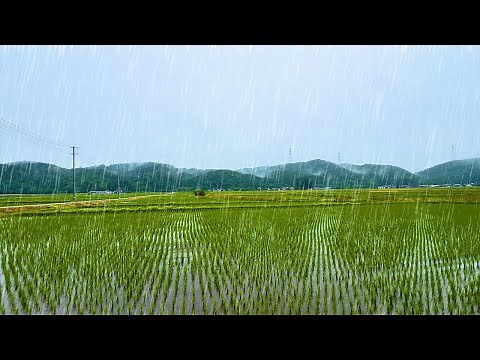 [Japan] Stroll through the rainy countryside, rice fields, and the sound of rain