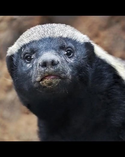 5 Mind-Blowing Honey Badger Facts You Need to See to Believe #animalfacts #honeybadger