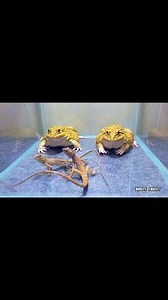 Asian Frog Eating Lizard | Insect Forest