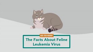156 reactions · 69 shares | Feline Leukemia Virus is one of the most common infectious viruses that affect cats globally, and it is the second leading cause of death for cats after trauma. Learn more about FeLV: https://mrkmnls.co/3ebAho4 | The Merck Veterinary Manual | Facebook