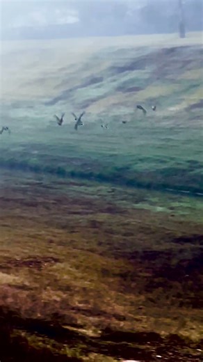 foggy mallard fly away