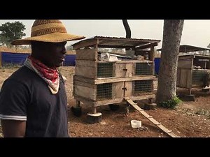 Semi-intensive Poultry System