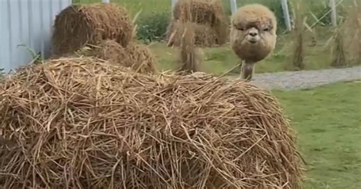 Viral video shows what an alpaca looks like without its wool