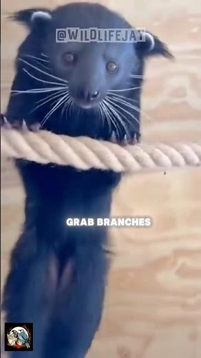 The Bearcat That Smells Like Popcorn 🐾