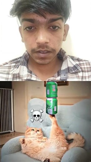 Savage Trolly 🐱 | Moment Before Disaster 😼