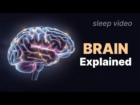 Sleep Cycles Explained To Sleep To | Fall Asleep Learning How Your Brain Works During Sleep