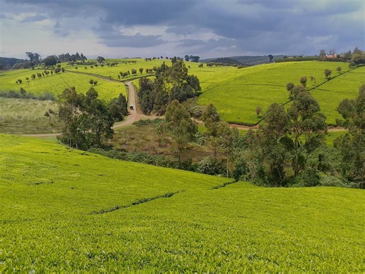 Kenya | Agricultural Sector