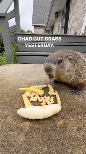 142 reactions · 16 comments | Dig Doug chows down this morning while Scarhead has still not been seen for over a week. I think she’s in the den preparing to have babies. A good day to all. DIG DOUGSKA™️ - [A Cashew Crunching Corporation] | Chad Muska | Facebook